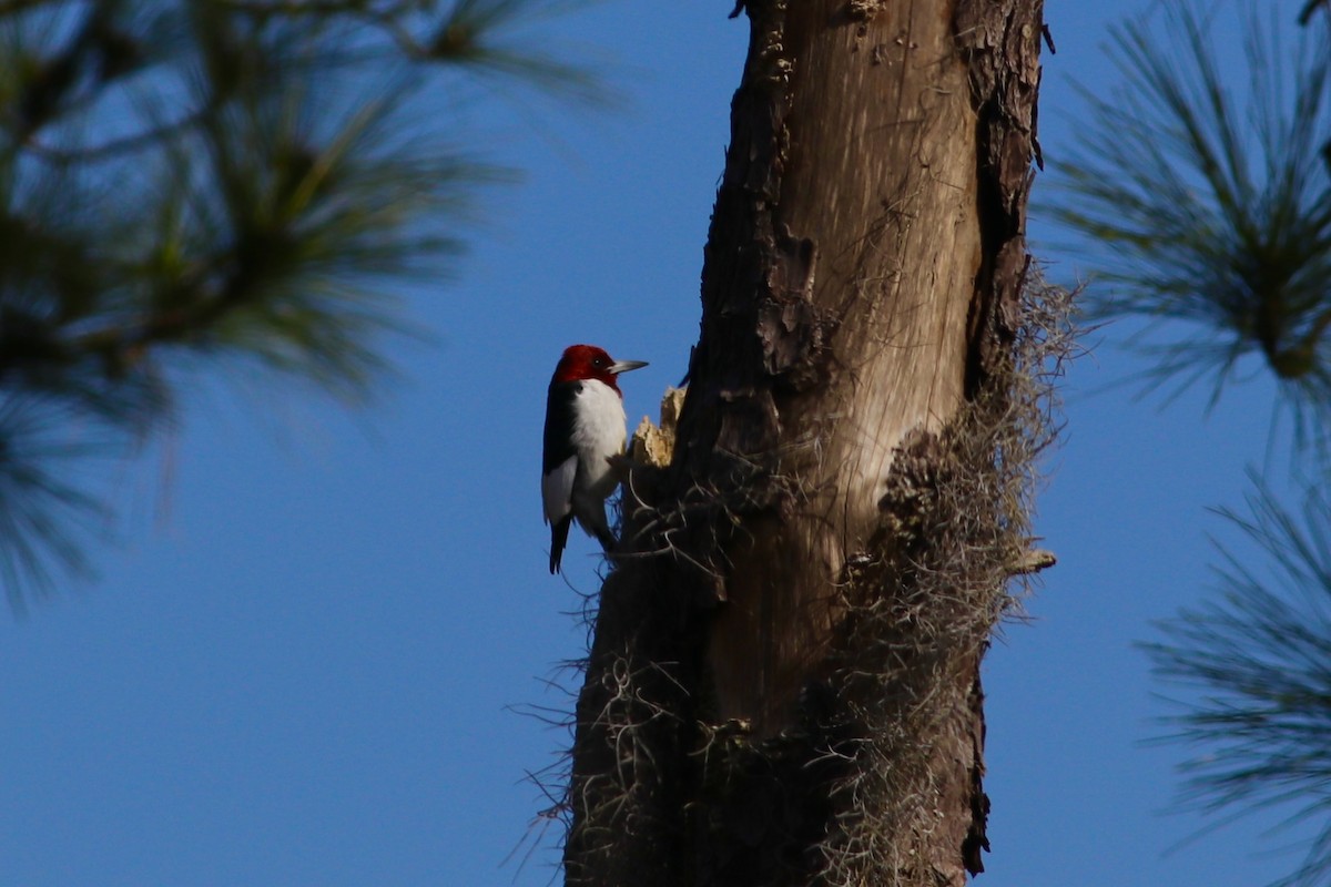 Red-headed Woodpecker - ML527812291