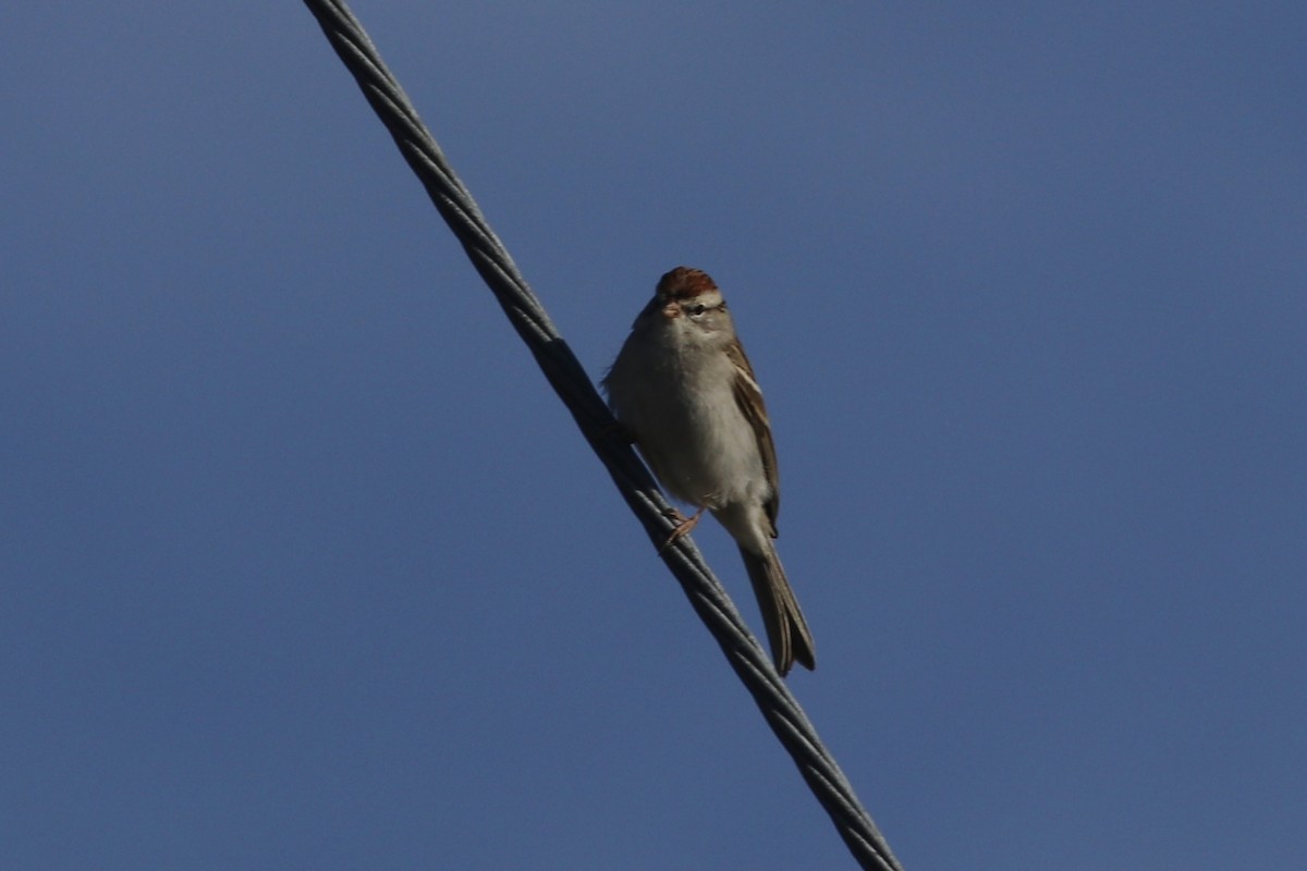 Chipping Sparrow - ML527812401