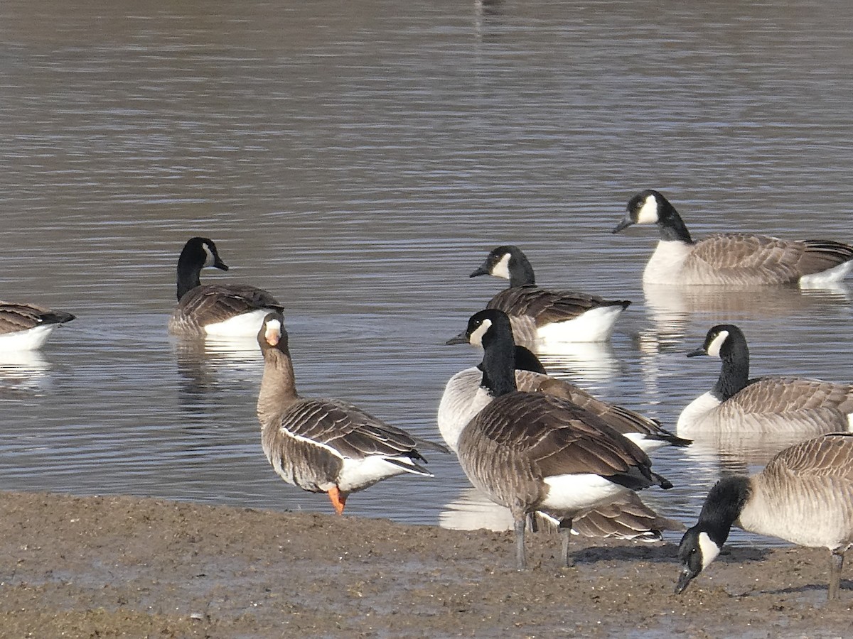 Greater White-fronted Goose - ML527812441