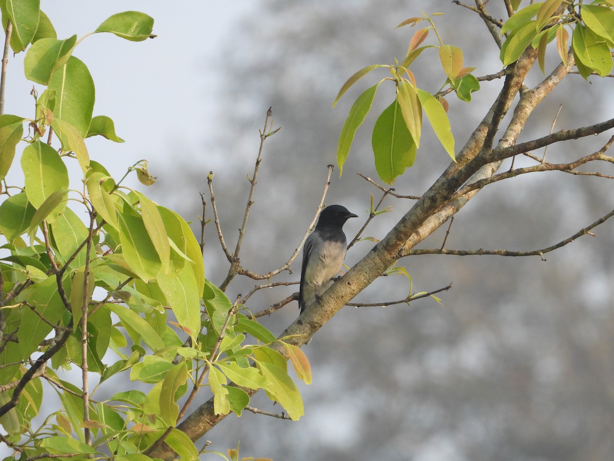 Black-headed Cuckooshrike - ML527813191