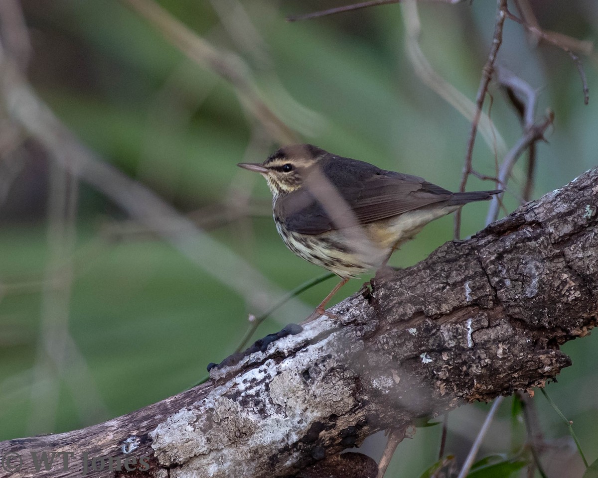 Northern Waterthrush - ML527813361