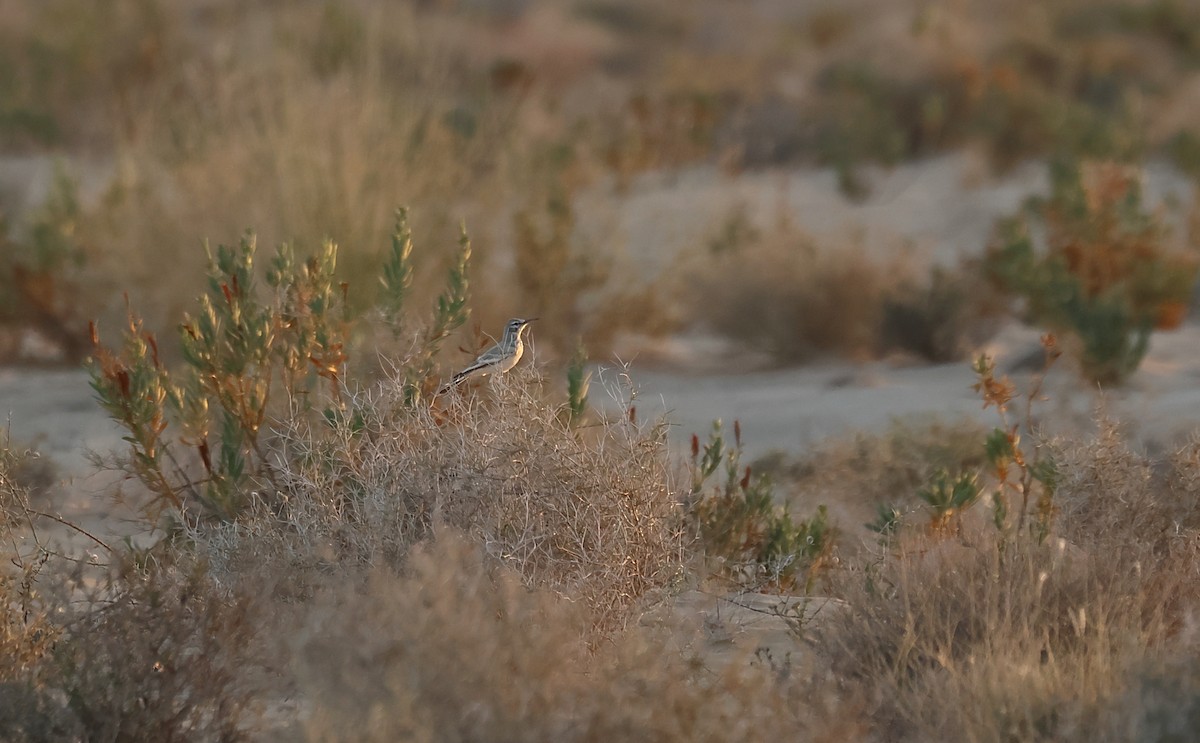 Greater Hoopoe-Lark - Gál Szabolcs