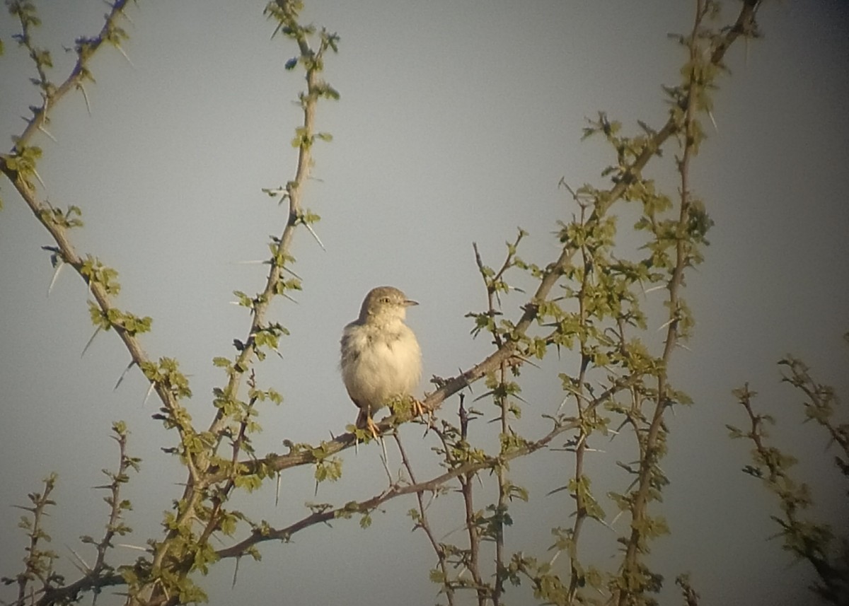 Asian Desert Warbler - Gál Szabolcs