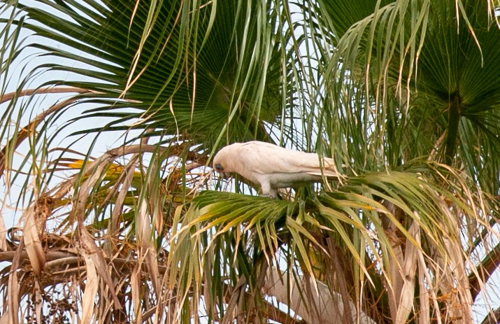 Cacatúa Galah - ML527814151