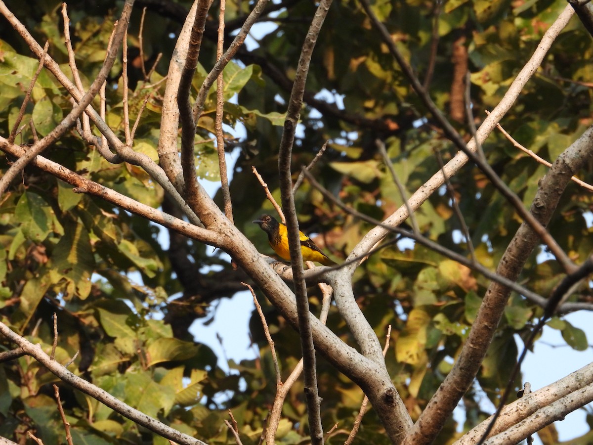 Black-hooded Oriole - ML527815531