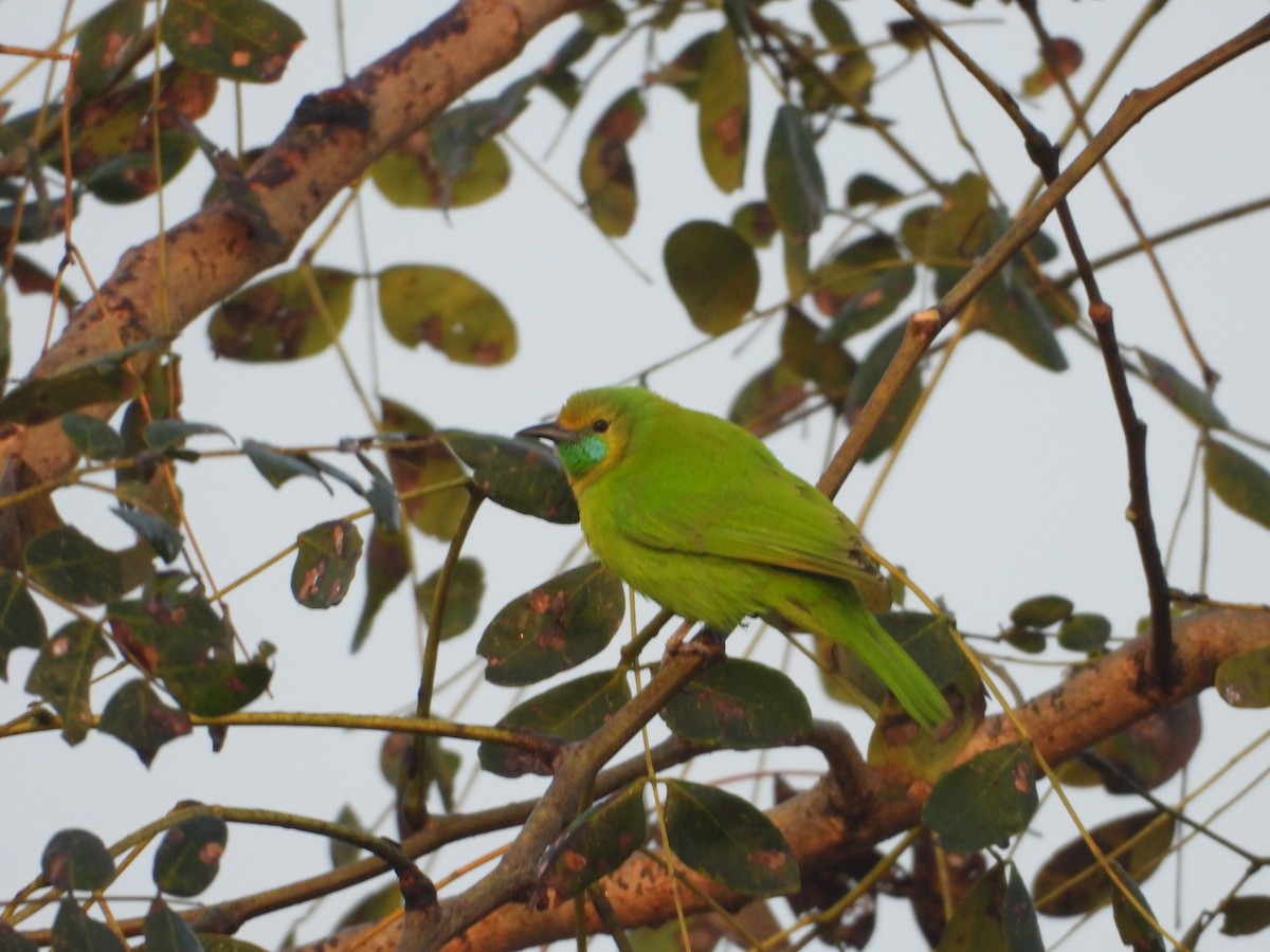 Jerdon's Leafbird - ML527815601