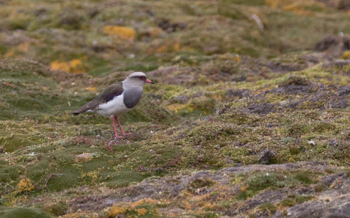 Andean Lapwing - ML527815981