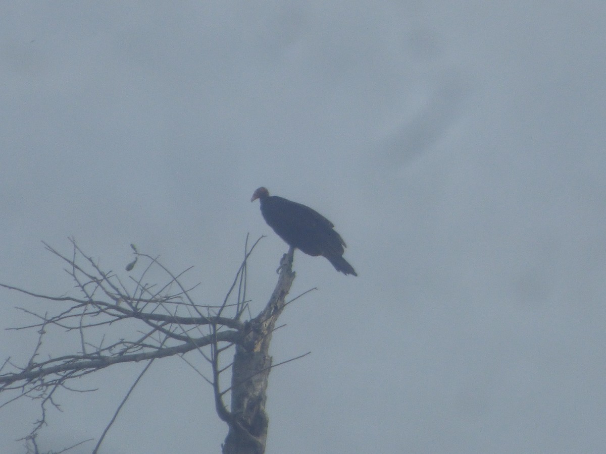 Turkey Vulture - ML527816151