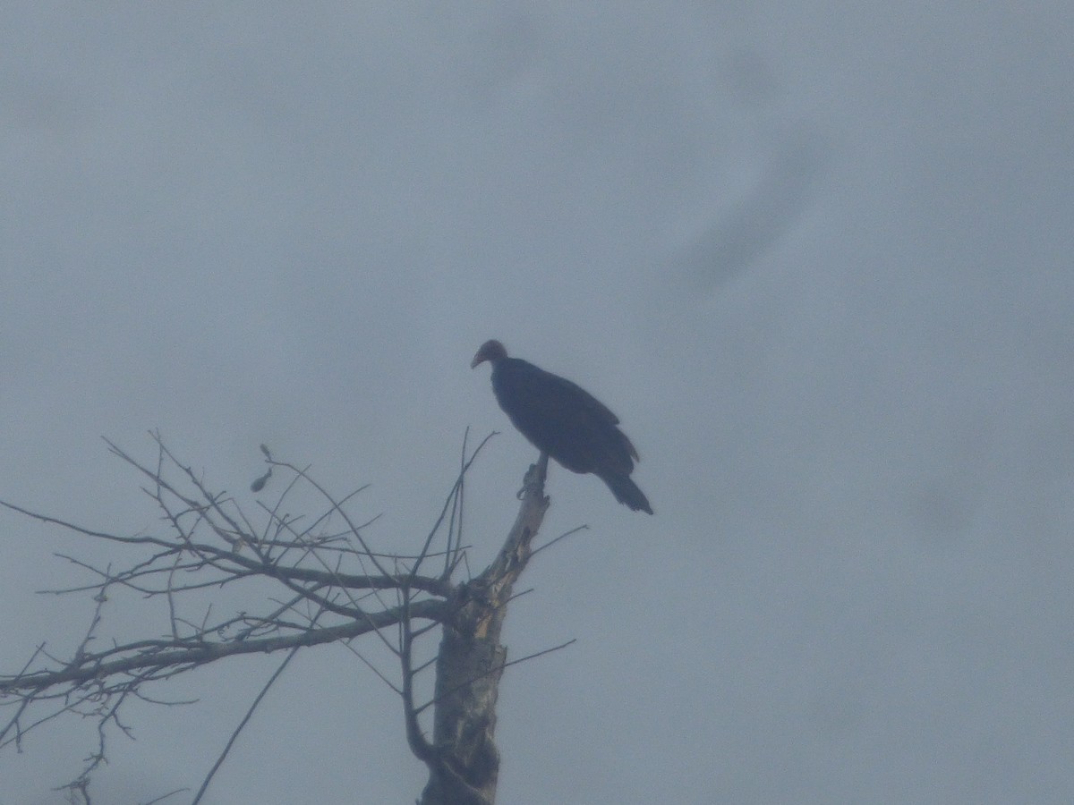 Turkey Vulture - Luis Mieres Bastidas