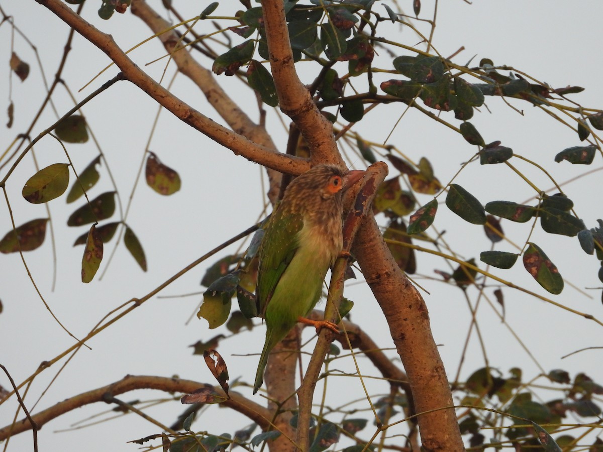 Brown-headed Barbet - ML527816771
