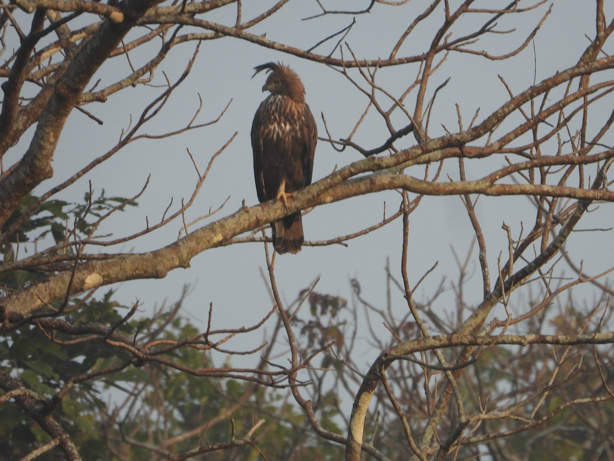 Changeable Hawk-Eagle - ML527817721