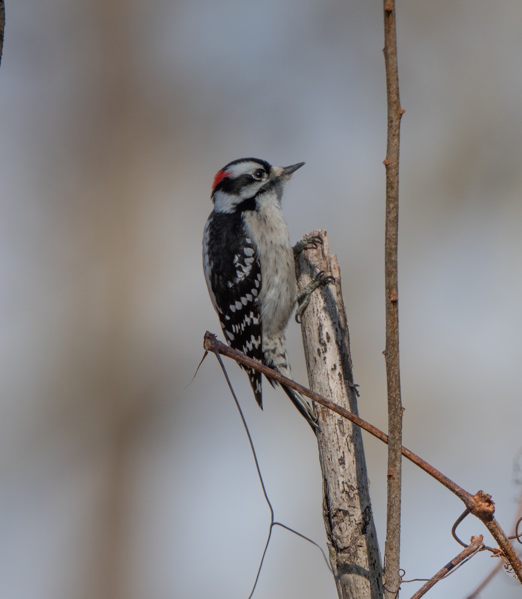 Downy Woodpecker - ML527817991