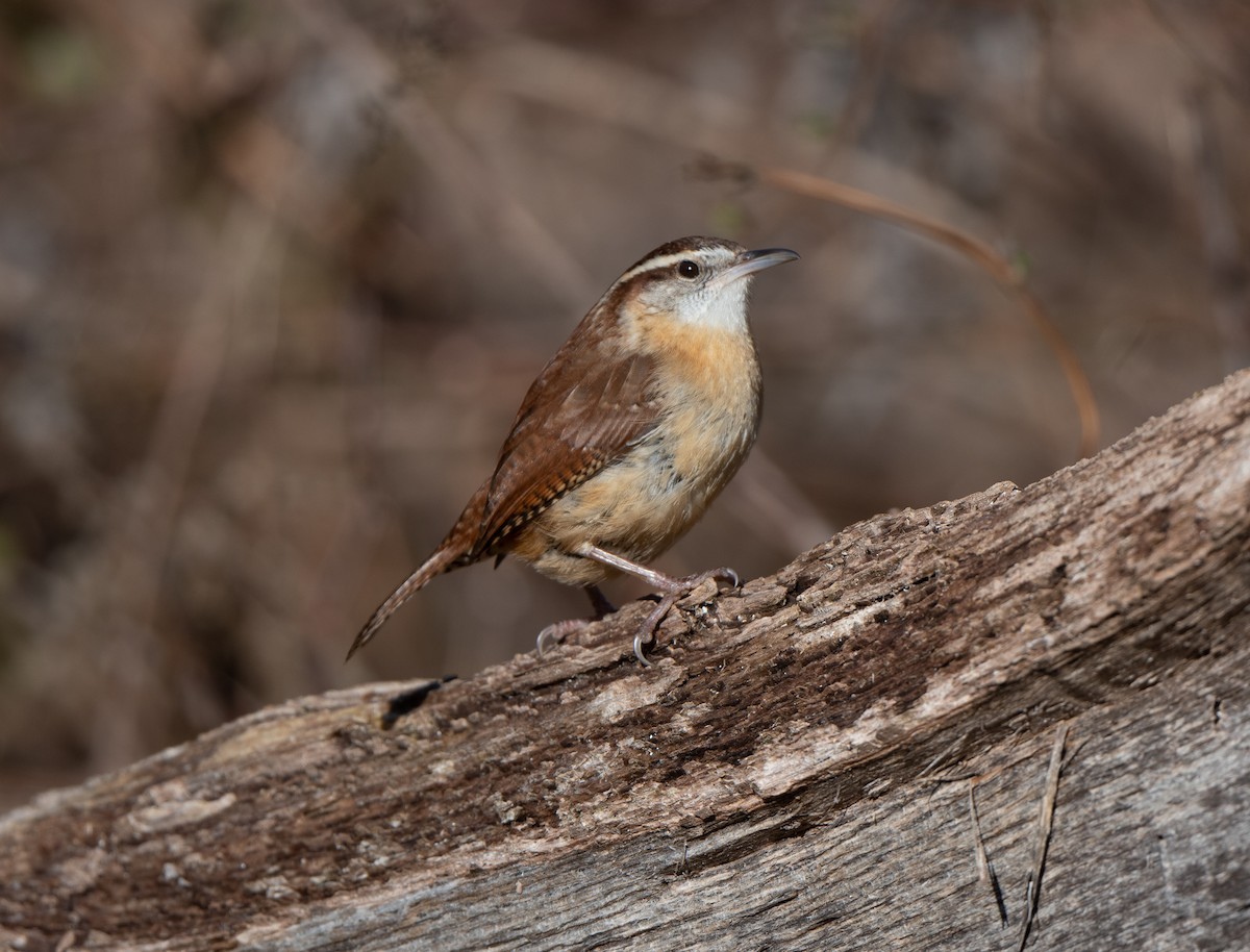 Carolina Wren - ML527818171