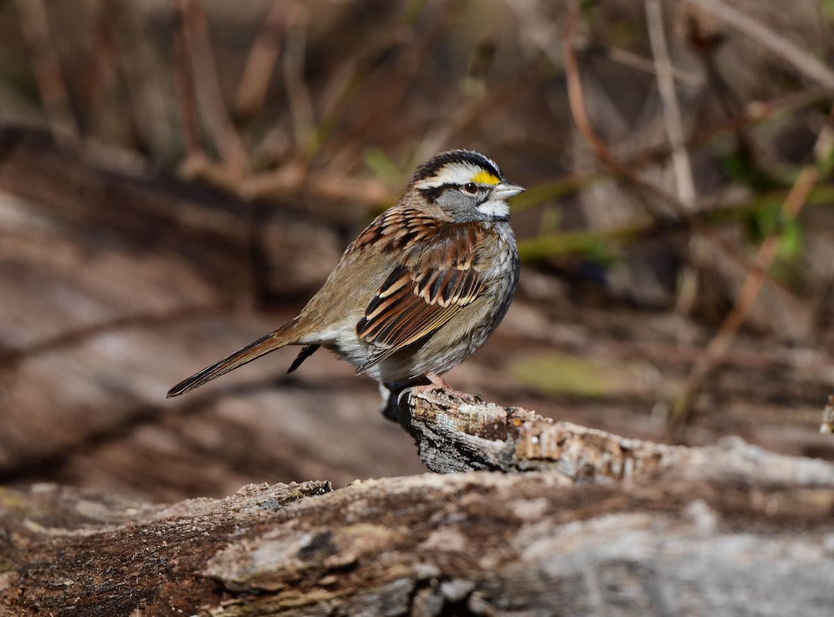 White-throated Sparrow - ML527818211