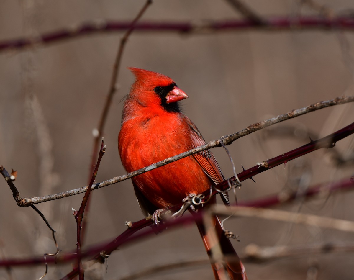 Northern Cardinal - ML527818271