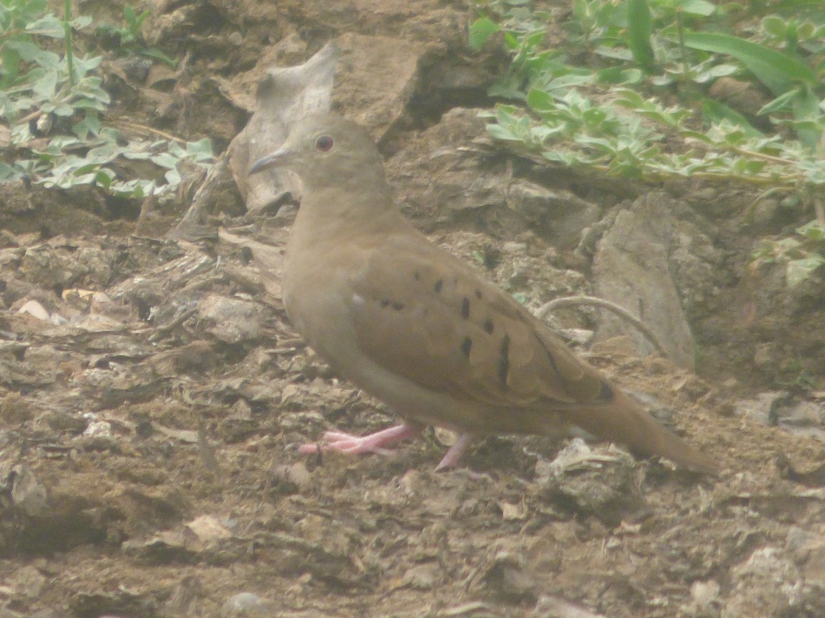 Ruddy Ground Dove - ML527818541