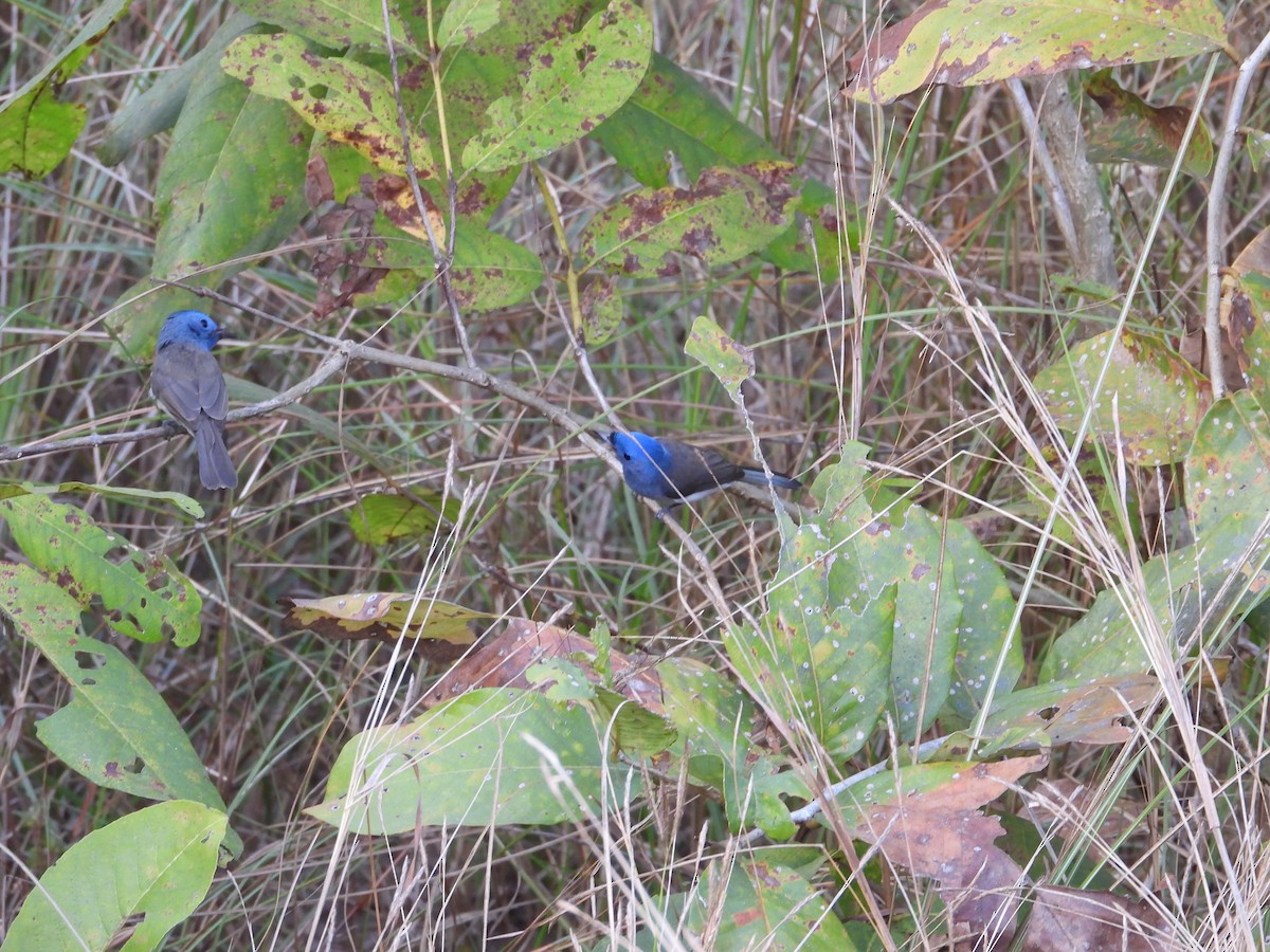 Black-naped Monarch - ML527818811