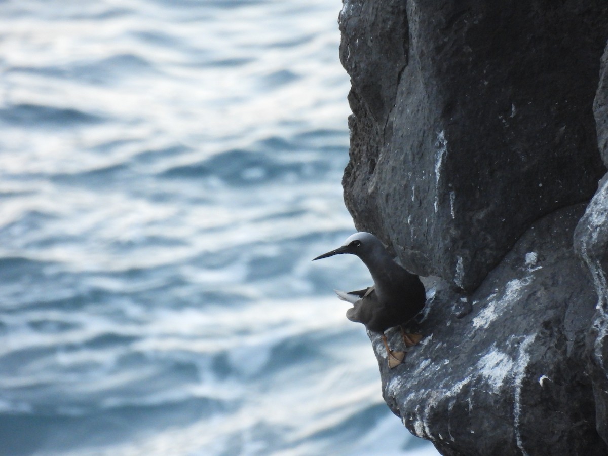 Black Noddy - Travis Philo