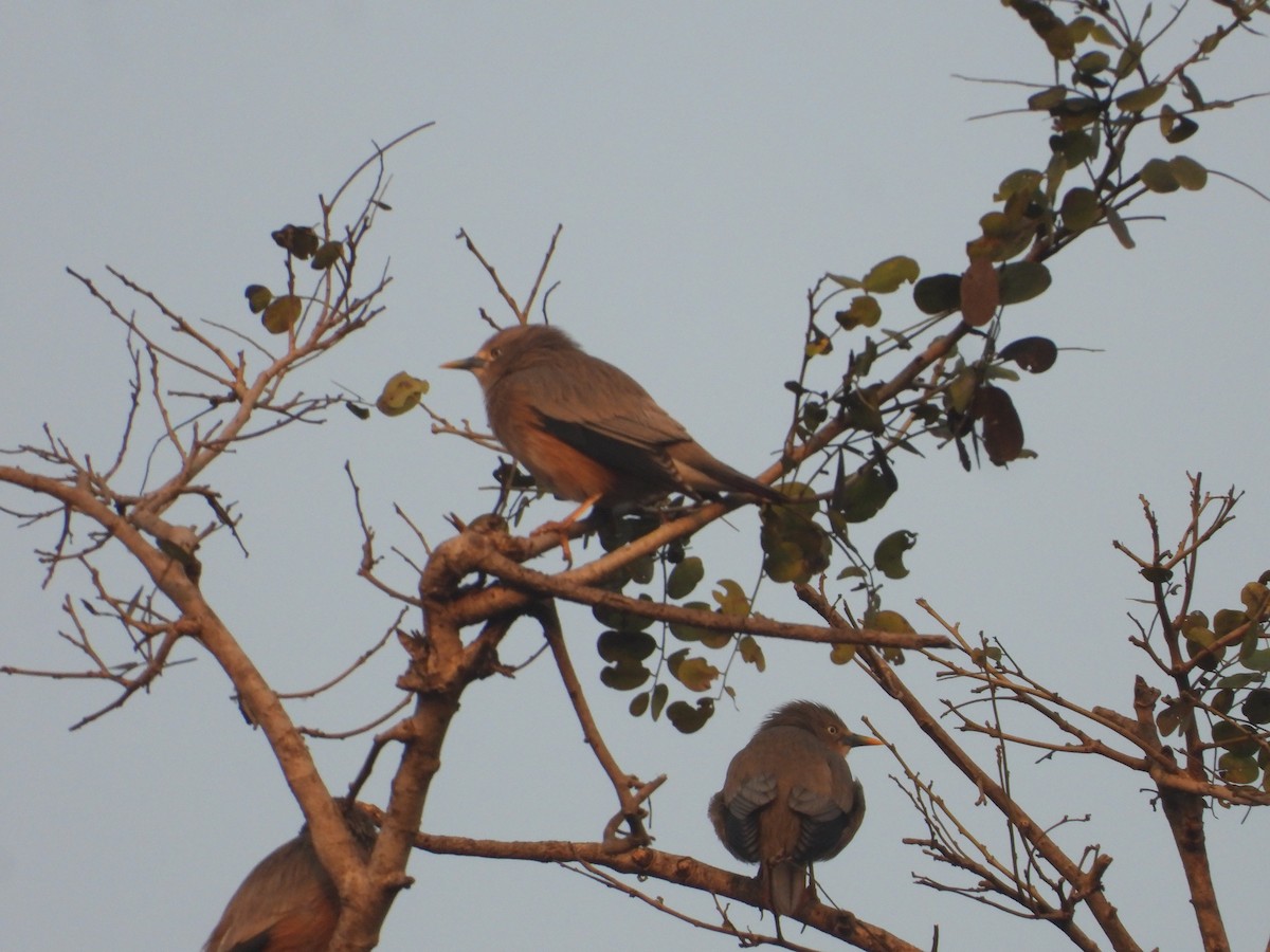 Chestnut-tailed Starling - ML527819241