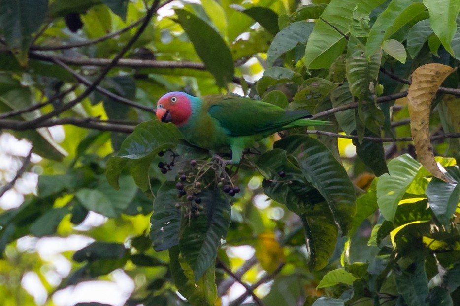 Red-cheeked Parrot - ML527819291