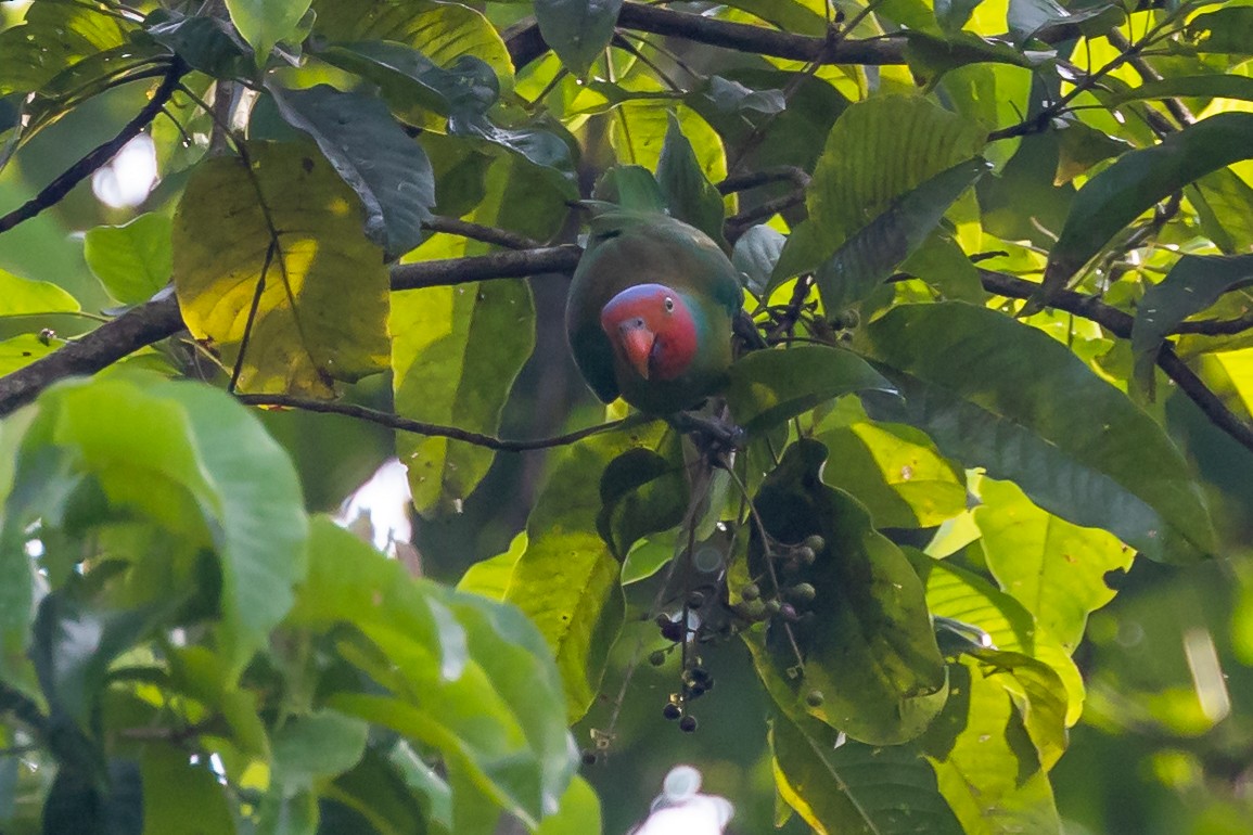 Red-cheeked Parrot - ML527819301