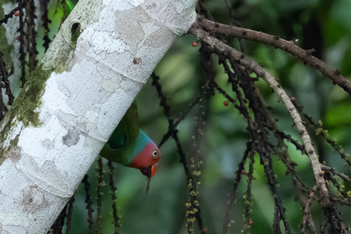Red-cheeked Parrot - ML527819311