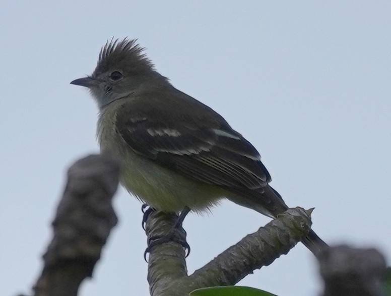 Yellow-bellied Elaenia - ML527819471