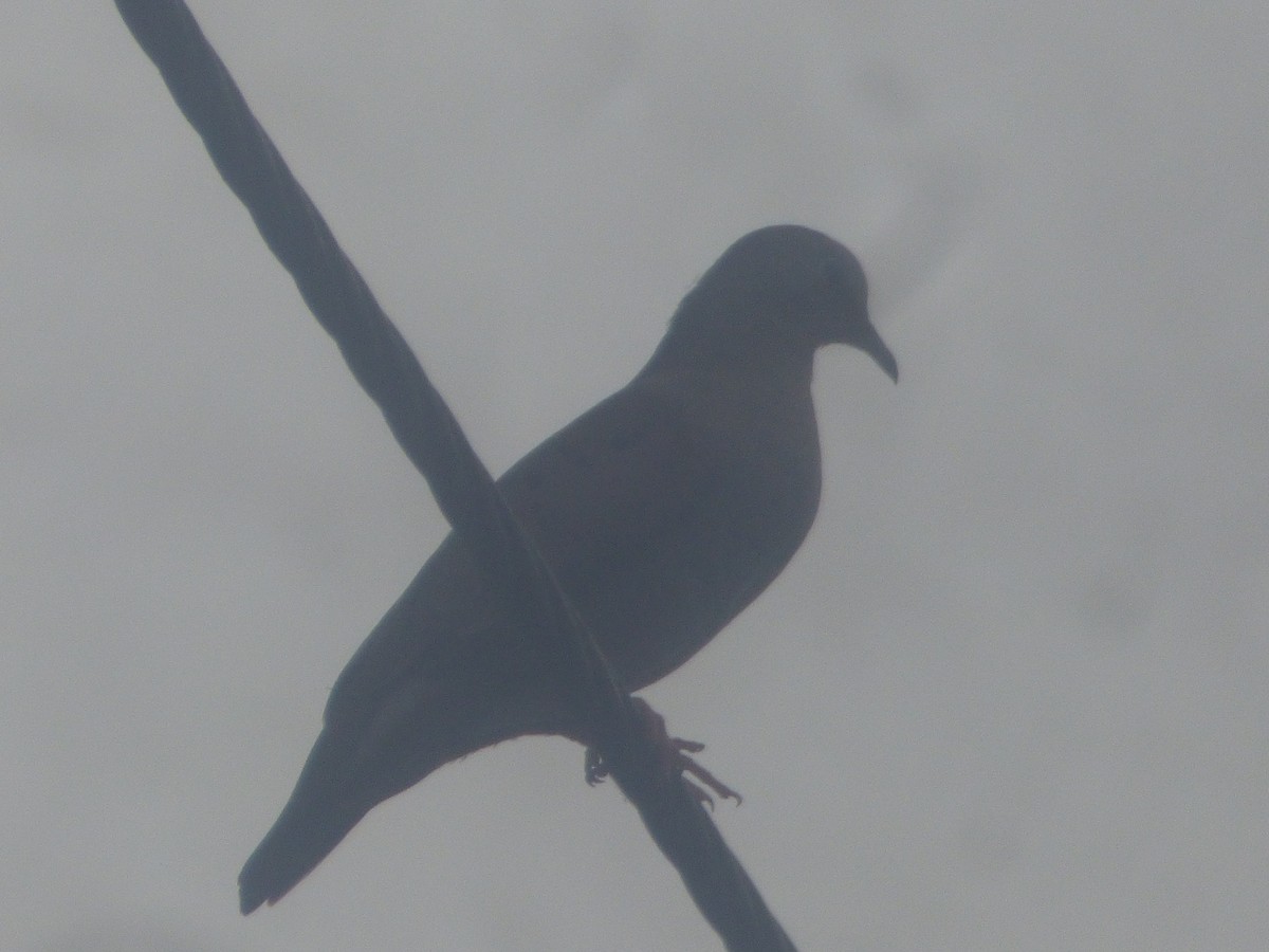 Ruddy Ground Dove - ML527819861