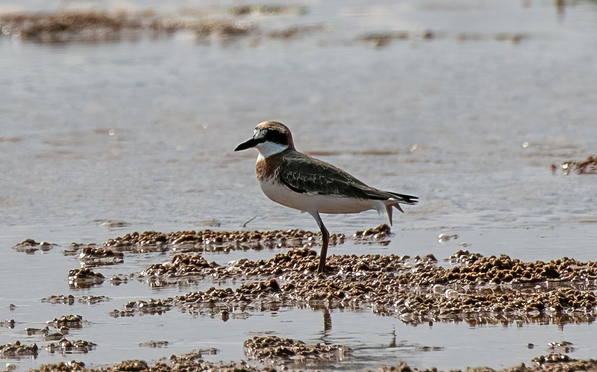 Greater Sand-Plover - Blythe Nilson