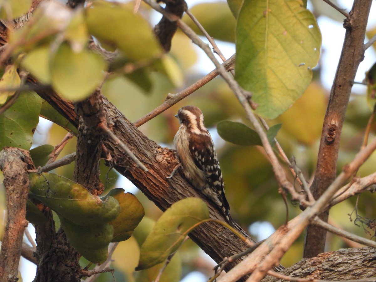 Brown-capped Pygmy Woodpecker - ML527820921