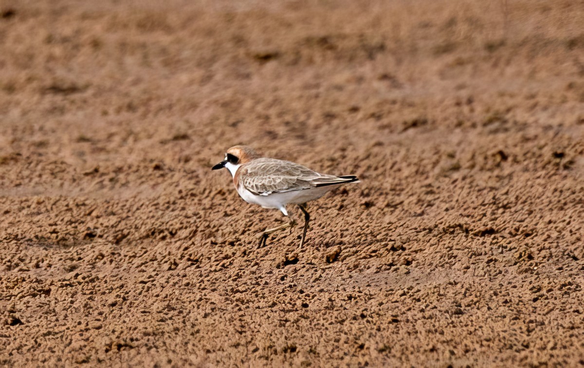 Greater Sand-Plover - Blythe Nilson