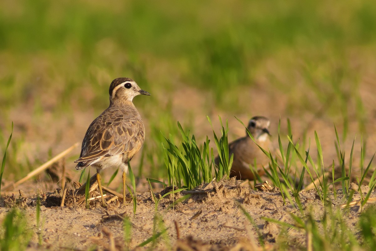 Eurasian Dotterel - Paweł Szymański