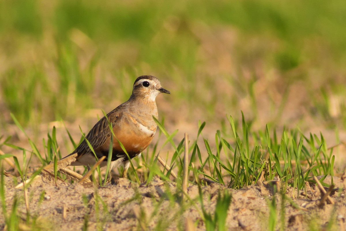 Eurasian Dotterel - Paweł Szymański