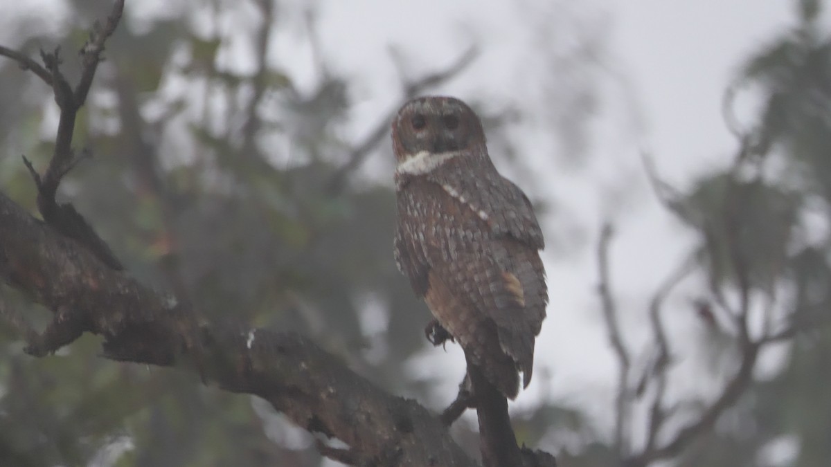 Mottled Wood-Owl - ML527822241