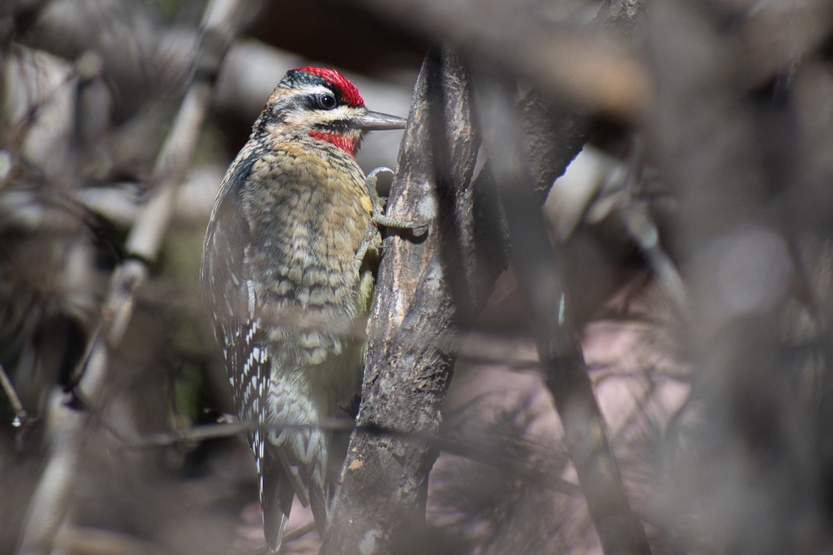 Red-naped Sapsucker - Paul Prappas