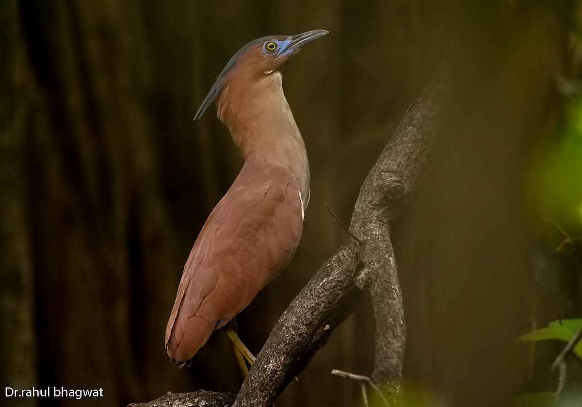 Malayan Night Heron - ML527824811