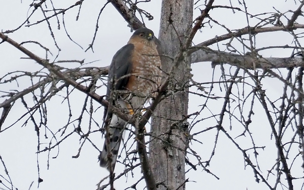 Sharp-shinned Hawk - ML527824921