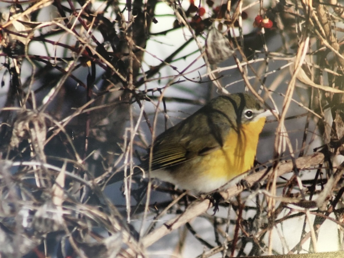 Yellow-breasted Chat - ML527825291