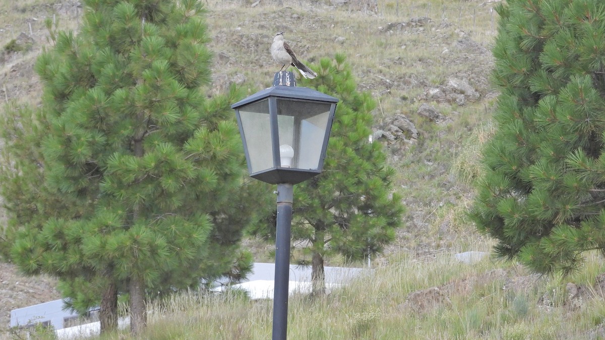 Chalk-browed Mockingbird - ML527825481