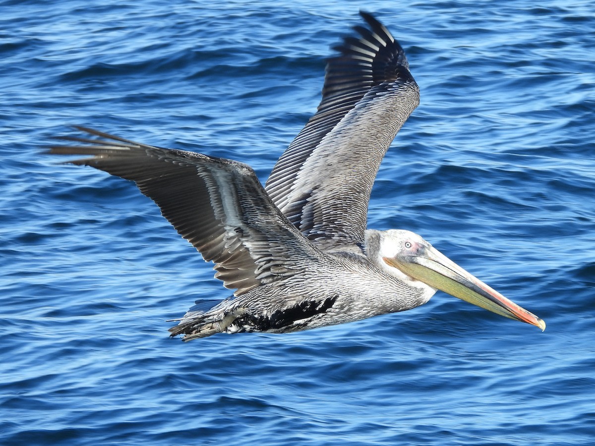 Brown Pelican - ML527826941