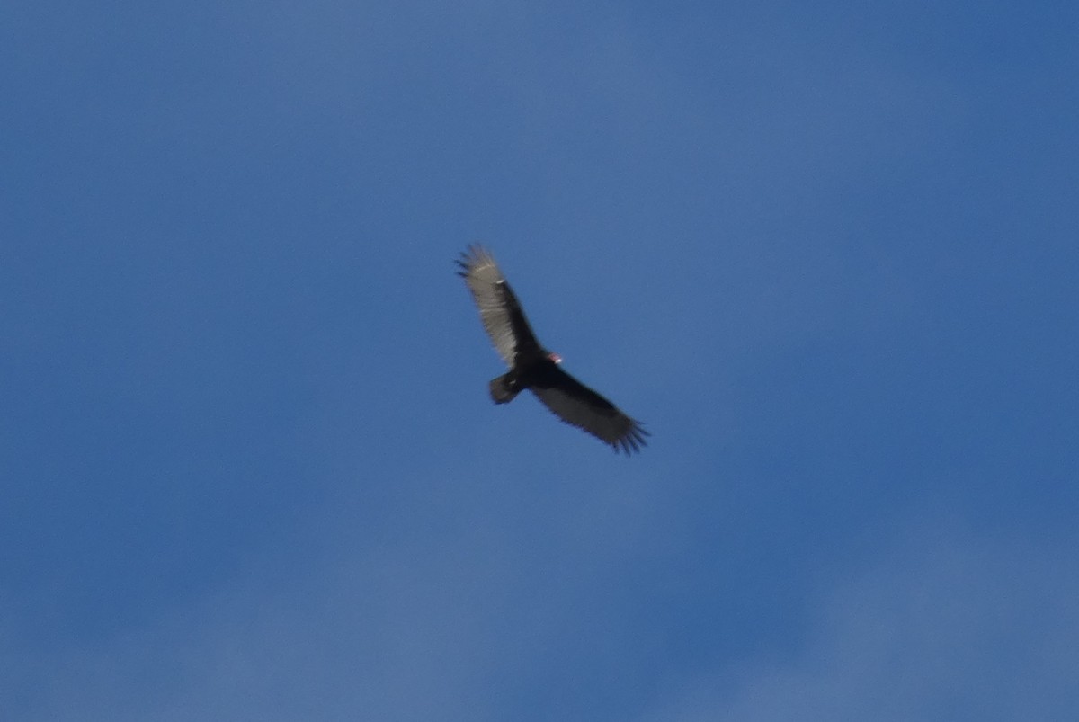 Turkey Vulture - ML527827031
