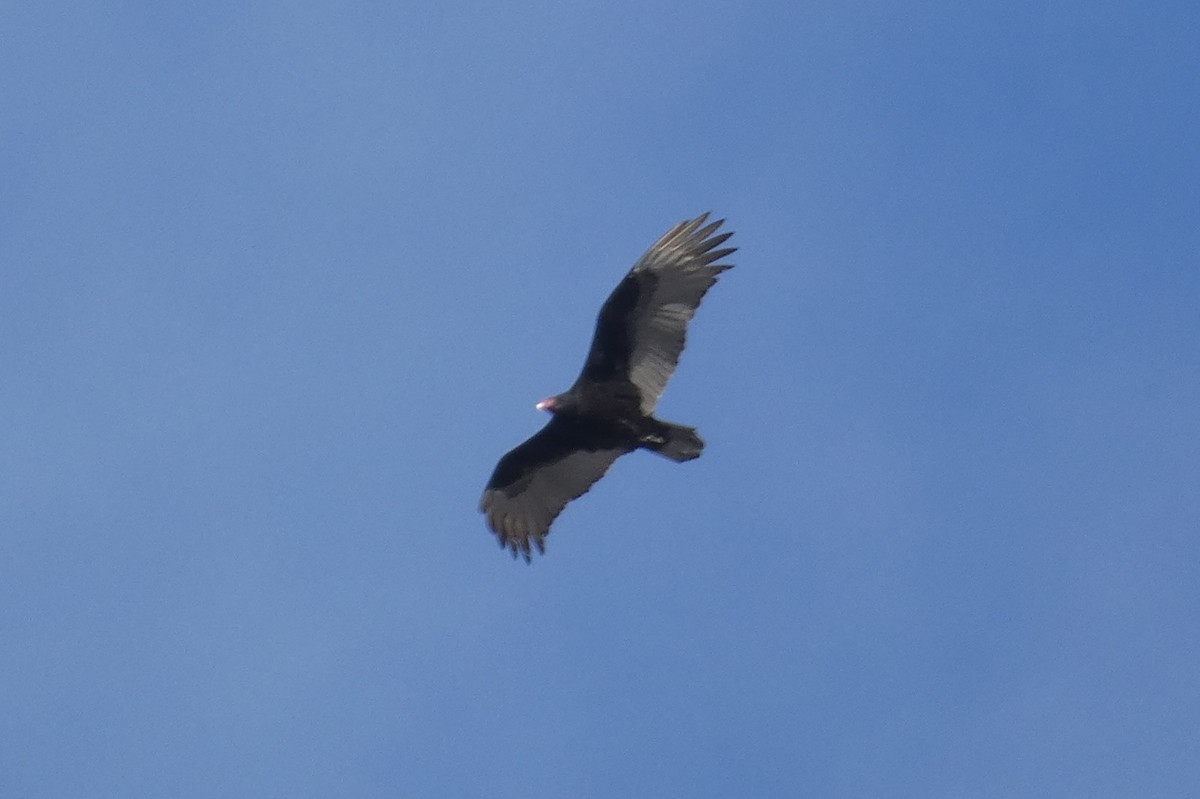 Turkey Vulture - ML527827041