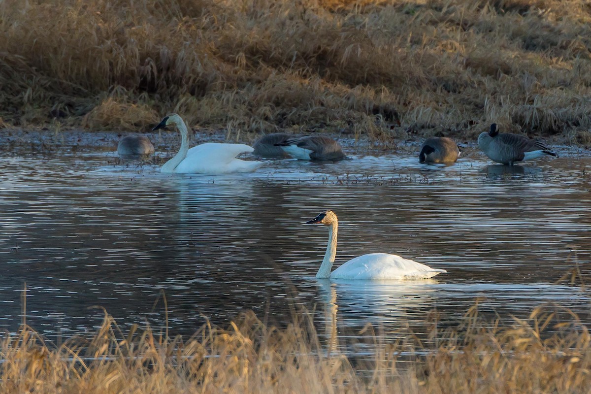 Trumpeter Swan - ML527827241