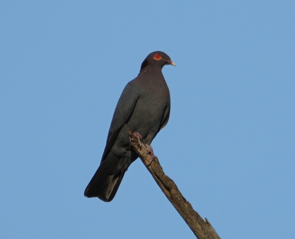 Pigeon à cou rouge - ML527829511