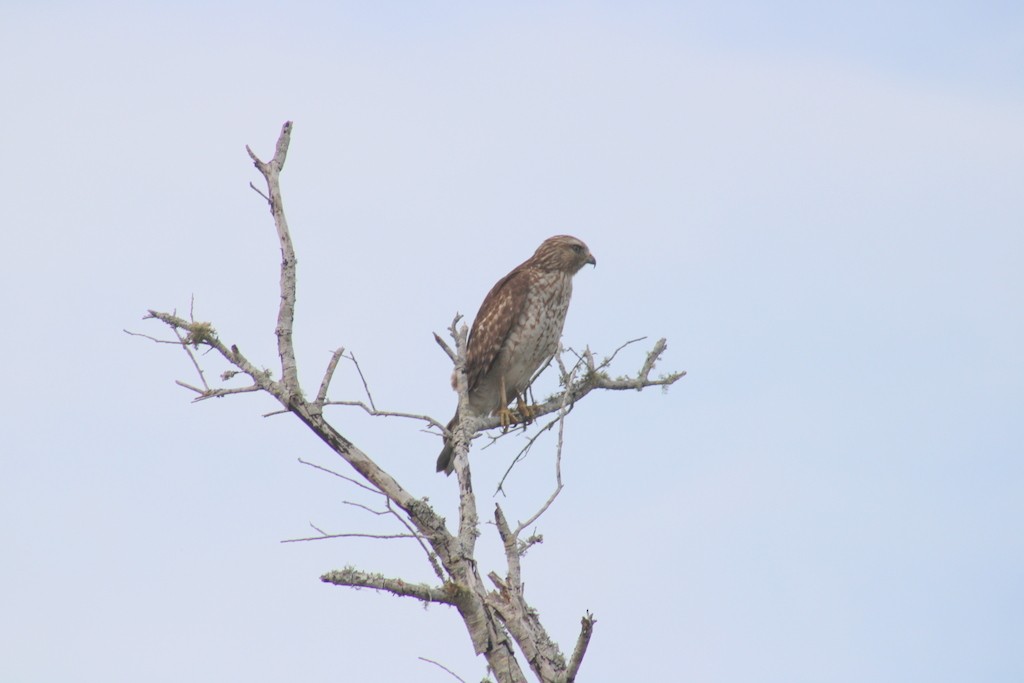 Red-shouldered Hawk - ML527829791