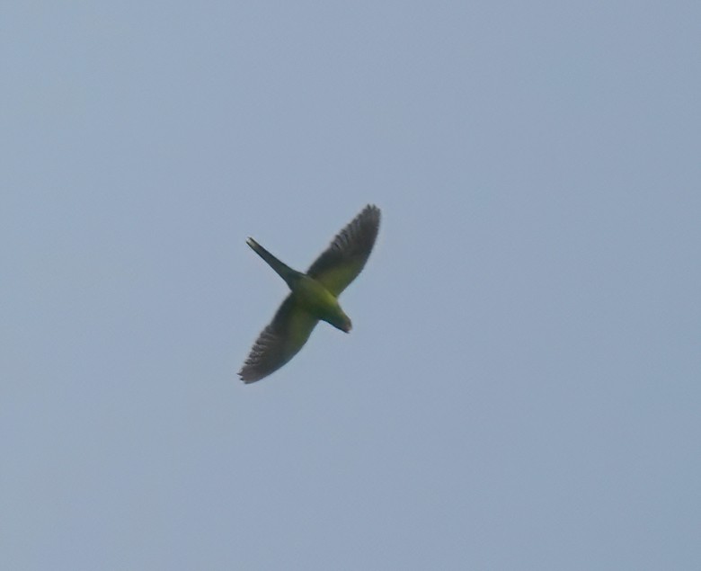 Rose-ringed Parakeet - ML527829921