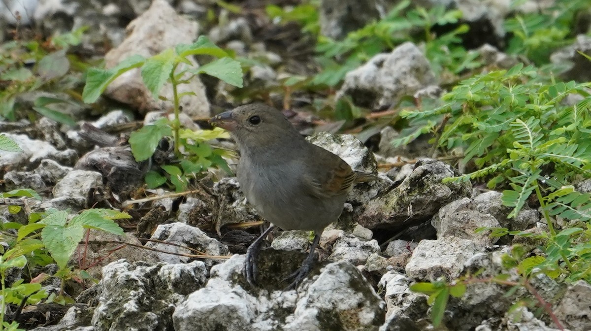 Pèrenoir de Barbade - ML527830221