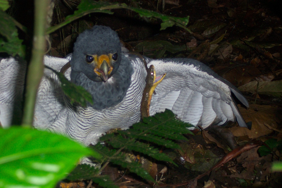 Barred Hawk - Michael Adriaansen