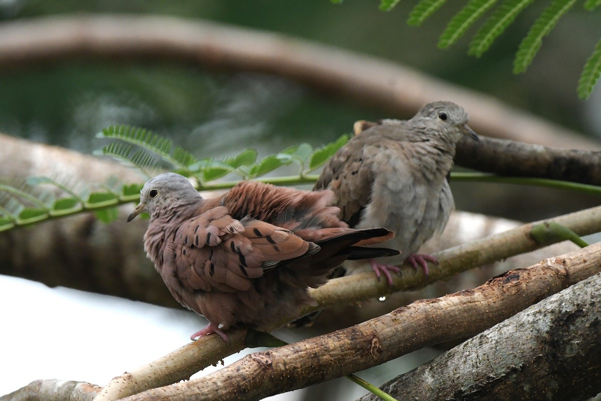 Ruddy Ground Dove - ML527831761