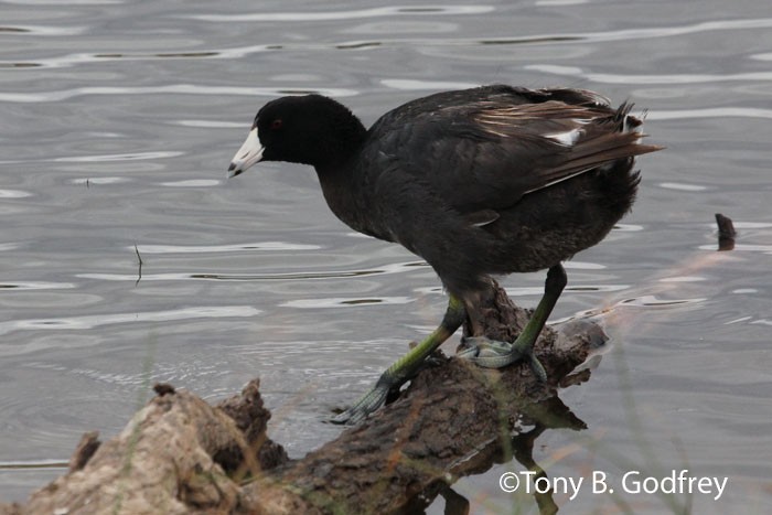 American Coot - ML52783201